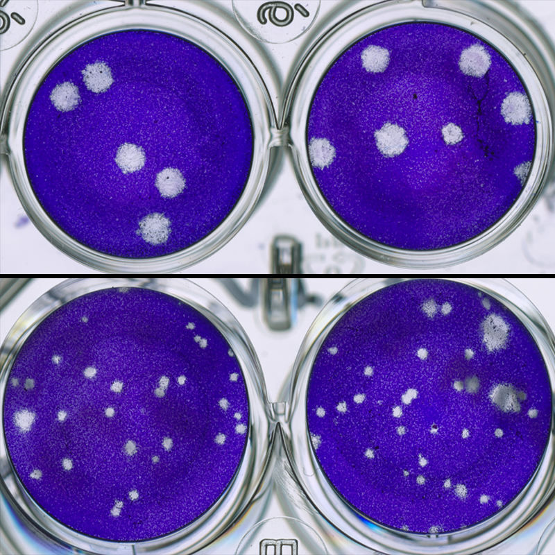 The top images, taken with a digital scanner, show La Crosse virus isolated from brain tissue of untreated mice growing in large plaques. The bottom images show restricted growth of virus isolated from mice treated with molnupiravir.