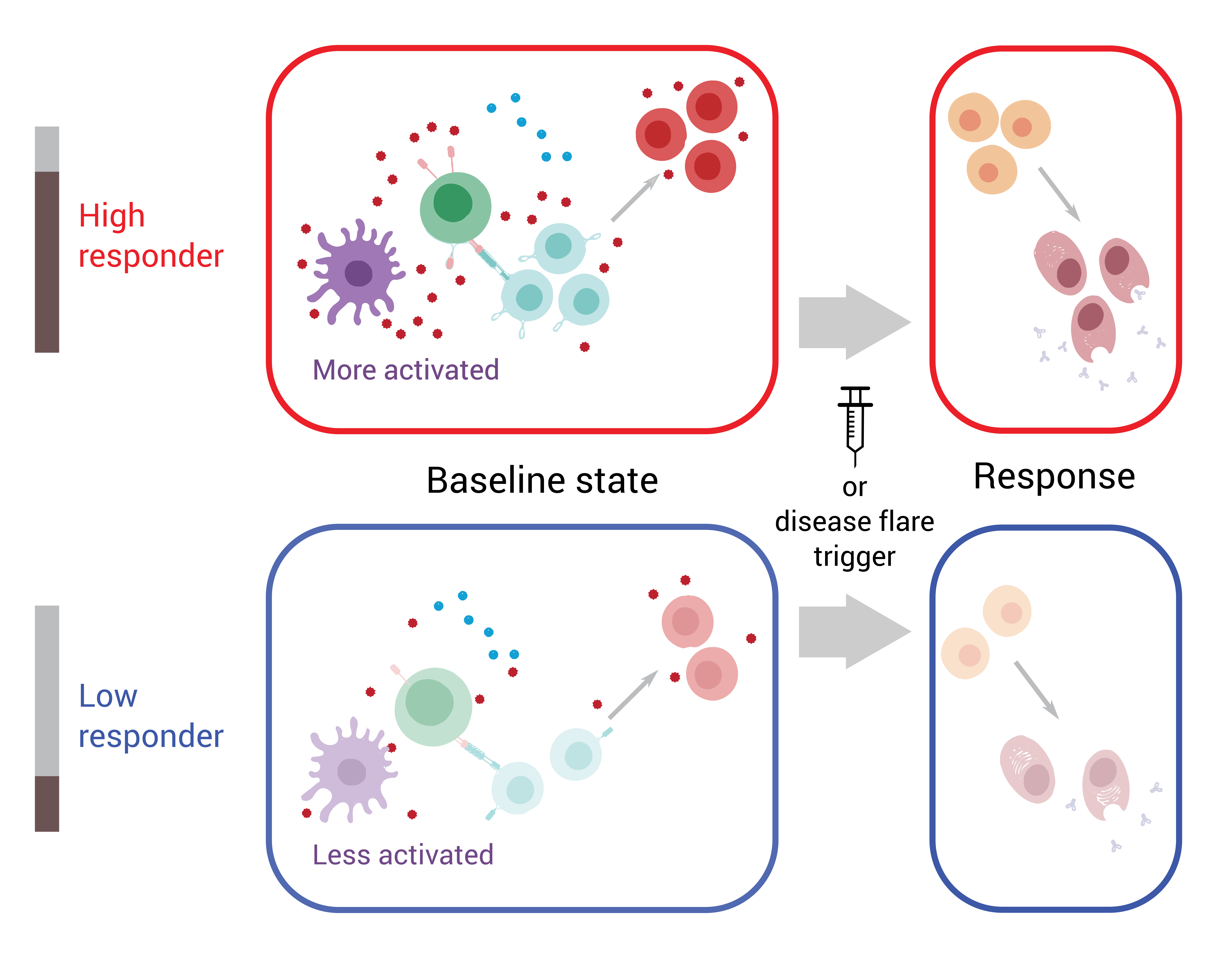 Top row of graphic labeled "High responder" shows a panel (left) of intensely colored cartoon immune cells producing many chemicals and a panel (right) depicting a robust immune response after a vaccine or disease flare. Bottom “low responder” row show a panel (left) of weakly colored cartoon immune cells producing few chemicals and a panel (right) depicting a weak immune response.