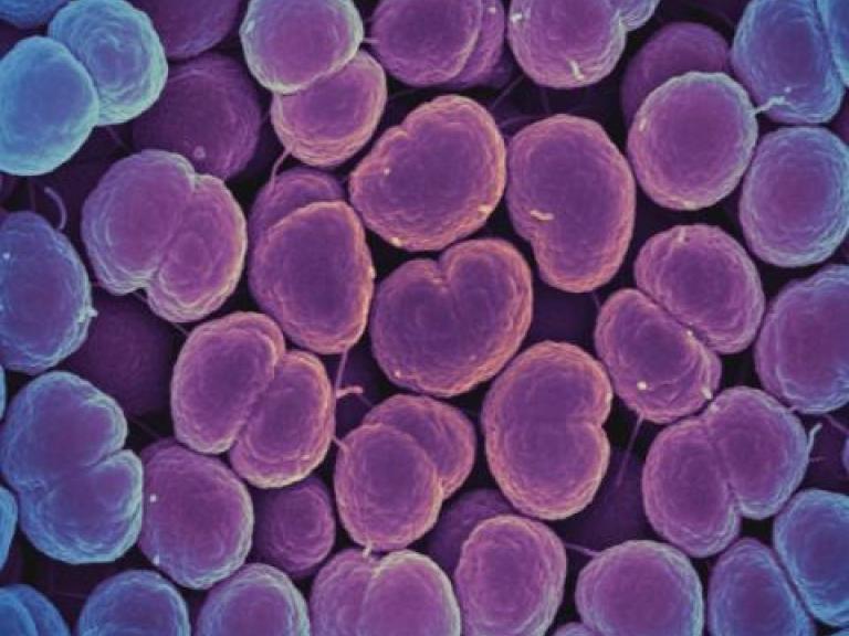 Gonorrhea bacteria