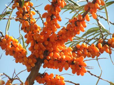 Sea buckthorn berries from Russia.