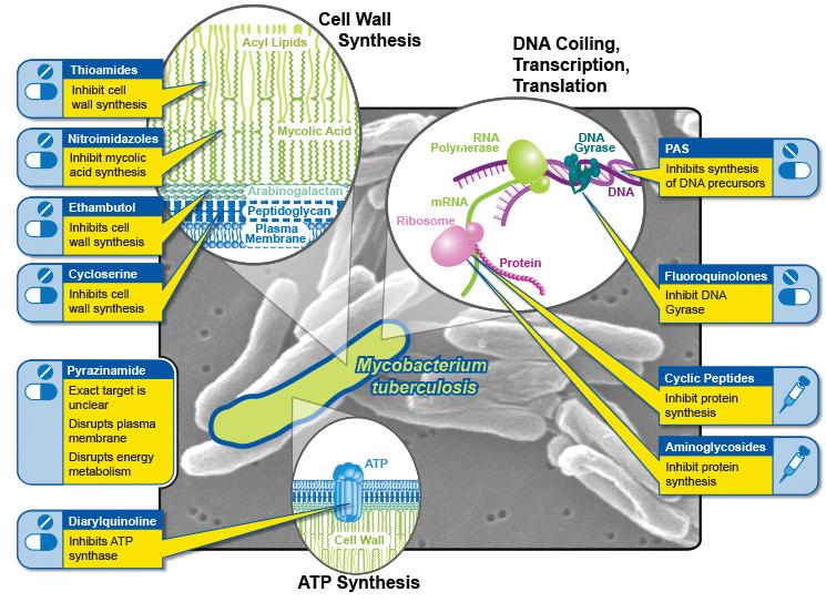 Thioamides, Nitroimidazoles, Ethambutol, and Cycloserine act on cell wall synthesis. Diarylquinoline inhibits ATP synthase. PAS, Fluoroquinolones, Cyclic Peptides and Aminoglycosides act on the DNA.