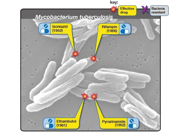 Isoniazid, Rifampin, Ethambutol and Pyrazinamide are the first-line of treatment of drug-sensitive TB.
