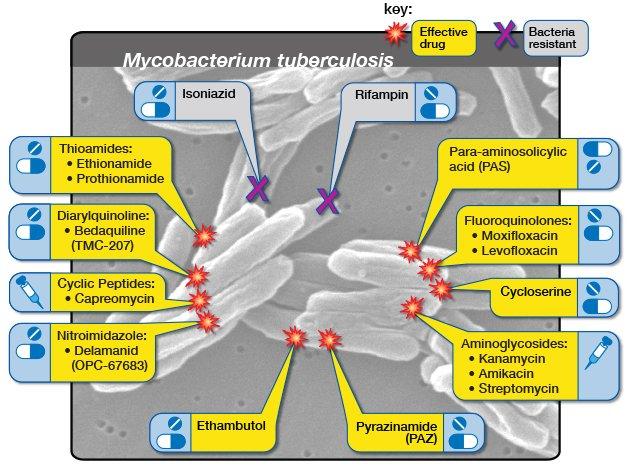 Thioamides, Diarylquinoline, Cyclic Peptides, Nitroimidazole, Ethambutol, Pyrazinamide, Aminoglycosides, Cycloserine, Fluoroquinolones, and Para-aminosolicylic acid are second-line treatments. Isoniazid and Rifampin are bacteria resistant.